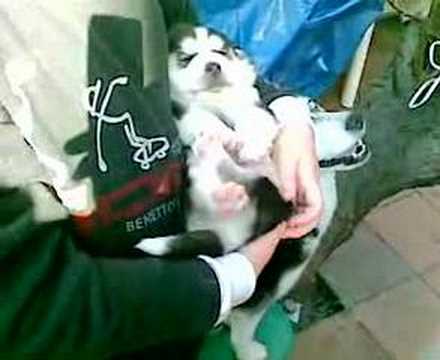 Husky puppies by Burt & Kia 3