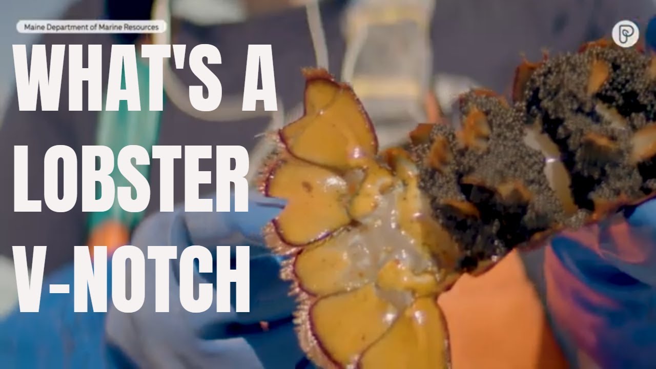 Why a lobsterman cut this lobster's tail