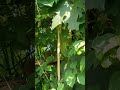 Kiikino Ekyangwe Ekiganda Luffa Kiikino Ekyangwe Ekiganda Luffa