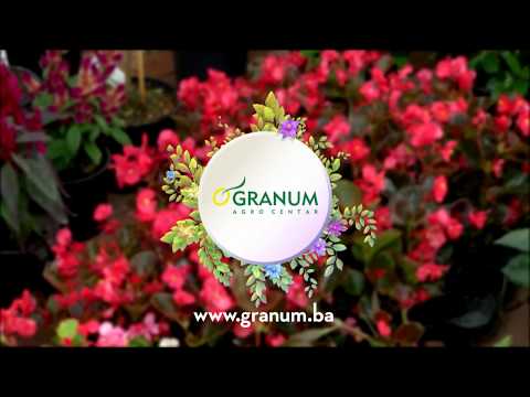 Video: Što je Granum u biljci?
