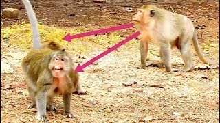 Mg Why King Monkey Bite Two Mother Cry Loudly Like This? Mother Monkey Run Escape Very Fast.
