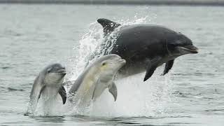 Facts: The Bottlenose Dolphin