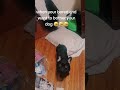 Teasing my dog every day!#dog #funny #funnyvideos #funnydog #Foryou