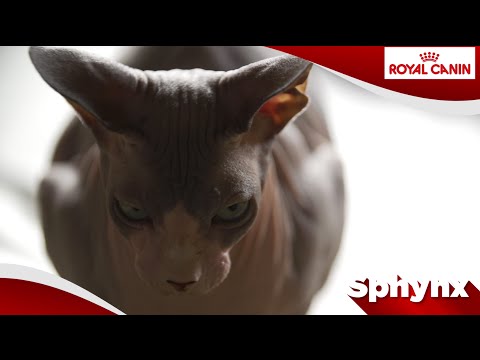 Video: Hoe Sphynx-katten En Andere Haarloze Katten Warm Te Houden?