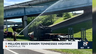 1 Million Bees Swarm Tennessee Highway