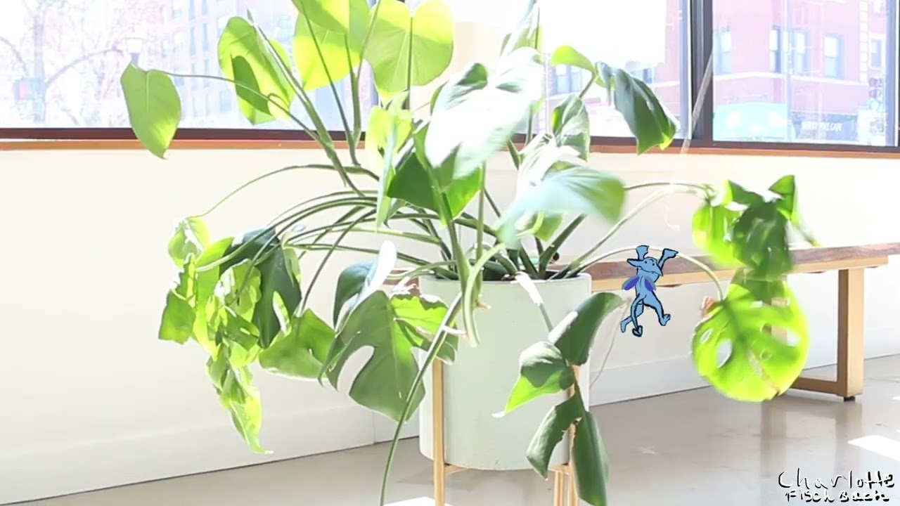 Charlotte - Living Objects Animated