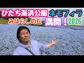 2026年4月20日 ひたち海浜公園のネモフィラ！満開 みはらしの丘 530万本が魅了 茨城県ひたちなか市