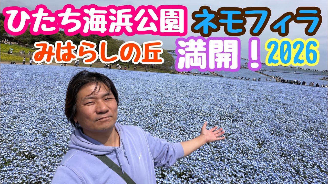 April 20, 2026: Nemophila flowers at Hitachi Seaside Park! 5.3