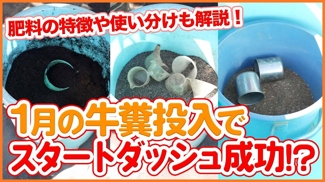 1月の牛糞投入がカギ！土作り成功のコツと肥料の選び方をわかりやすく解説【シェア畑】【農園ライフ】