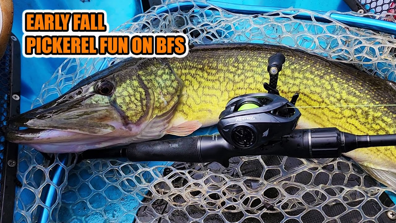 Swimbaits to throw on the KastKing Kestrel Elite This Fall - Power BFS 