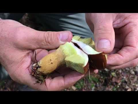 Video: Waarom Paddenstoelen Nuttig Zijn En Hoe Vaak Je Ze Kunt Eten