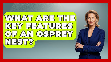 What Are The Key Features Of An Osprey Nest? - Bird Watching Diaries