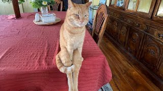 When you have an orange cat 😼 by Little Love  116,213 views 13 days ago 10 minutes, 15 seconds