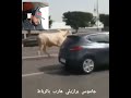 جاموس برازيلي هارب بالرباط كايقلب على اخنوش الله يدير شتول الخير جاموس برازيلي هارب بالرباط كايقلب على اخنوش الله يدير شتول الخير