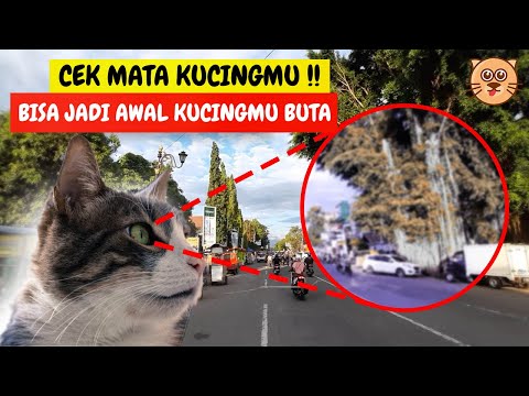 Video: Cara Mengelakkan Kawan Buruk (untuk Remaja): 13 Langkah