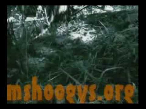 M'SHOOGY'S ANIMAL RESCUE - ARROW'S STORY