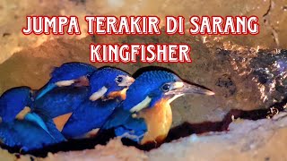 ANAK BURUNG TENGKEK RAJA UDANG SIAP SIAP TINGGALKAN SARANG