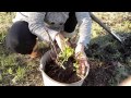 Missouri Woman Plants Hibiscus