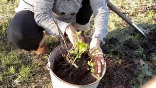 Missouri Woman Plants Hibiscus