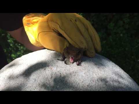 bat squeaking
