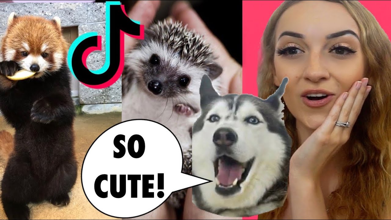 Мой хаски и я реагируем на милых животных из Tik Tok! 😱😍