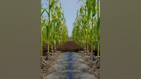 Sub-Surface irrigation