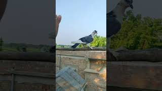 amazing pigeons shorts status video 2023 kabutar beautiful video