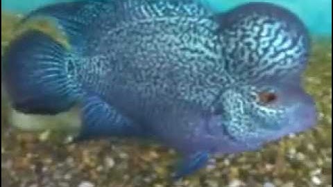 Cá La Hán Kamalau kamfa louhan Fish - Thiên Đường Cá Cảnh