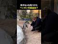 好きな人を見つけたペンギンの反応は?