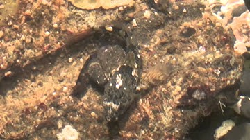 ScienceMan Digital Lesson - Biology - Intertidal Zone