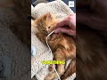 Cats Are Built Different and Science Explains Why.