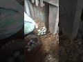 mengumpulkan telur bebek