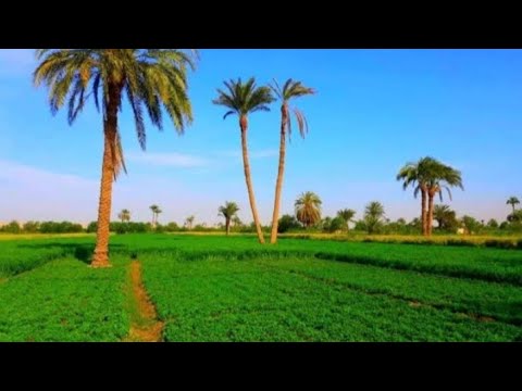 جمال الريف المصري