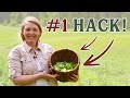 One trick changed everything (EASIEST Homegrown GREENS!)