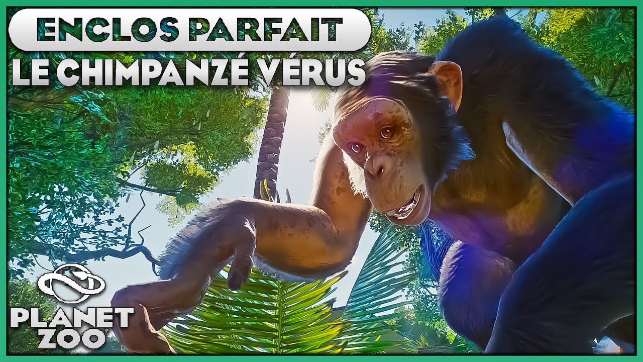 Les Chimpanzés Verus | LES ENCLOS PARFAITS : EPISODE 12 | PLANET ZOO