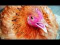 Chicken Sound Effect 🐔 Amazing Hen Sounds for Videos | Real Hen Clucking #chicken #hen #chickensound