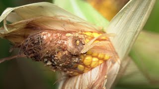 Top tips to manage Western Bean Cutworm in your fields