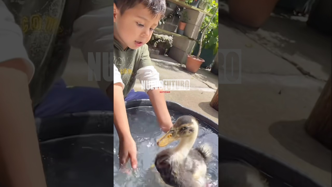 Se hace viral video de pequeño bañando a un patito mientras canta 🦆