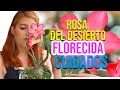 Rosa DEL DESIERTO | ¿Cómo hacer que florezca?