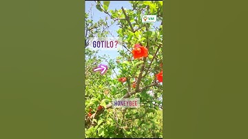 #honeybees #Honèybeeattract #pollinators #honeybeefarming #pomegranatefarming #pomegranate