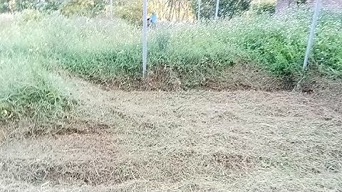 Dọn Vườn Trồng Hoa Thược Dược Vụ Sớm 2025