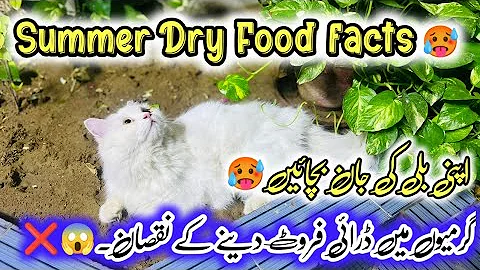 Video 4243641: persiancat cat, food persiancat, dry cat food, kitten