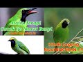 Audio Terapi Burung Cucak Ijo Macet Bunyi Audio Terapi Burung Ocehan Macet Bunyi Audio Relaksasi Mp3 - Mp4 Download