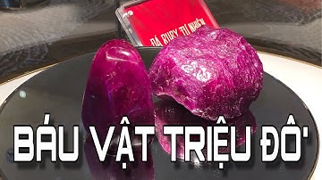 Báu Vật 5 Triệu Đô của Tập Đoàn