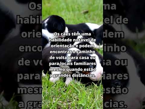 Qual a capacidade