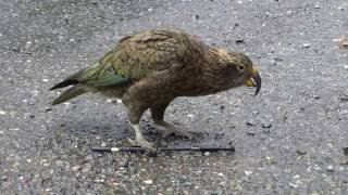 Mountain parrot is attacking my rain coat:-) by Elena Tsilina 5,183 views 7 years ago 1 minute, 8 seconds