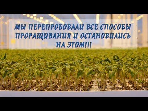 С этим способом дружные всходы вам обеспечены! Лучший способ для проращивания семян!