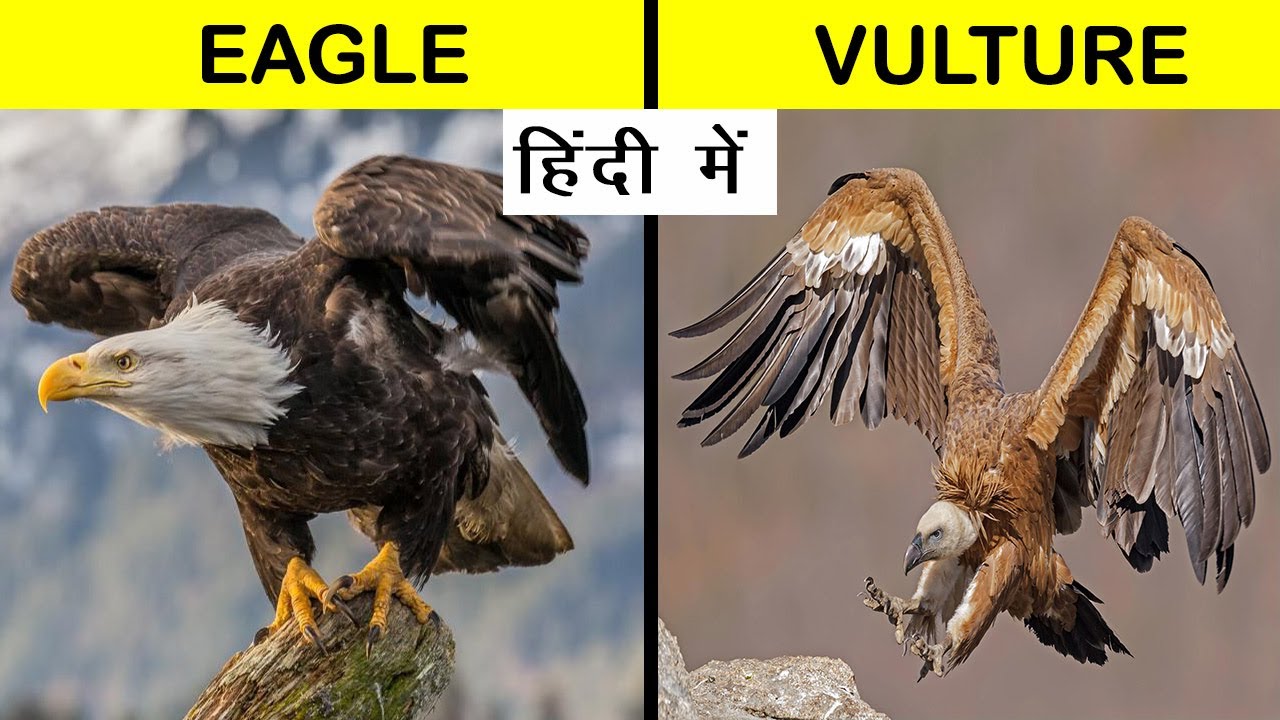 essay on vulture bird in hindi language