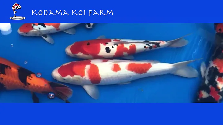 Japanese Koi Variety Explanation: 3 Most Popular Types (Gosanke - Kohaku, Showa, Taisho Sanke)