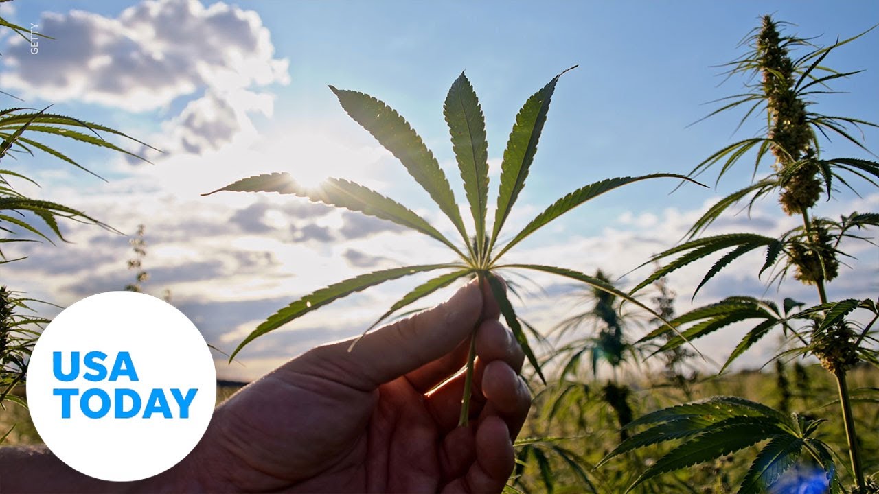 Oregon decriminalizes illicit drugs, four other states legalize weed | USA TODAY